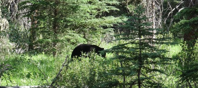 Tag 14: Sightseeing in Banff NP, Yoho NP und im Kootenay NP